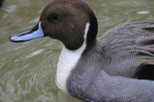 North American Pintail Hatching eggs. Farm raised