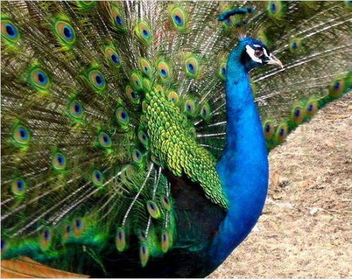 2 INDIA BLUE BLACKSHOULDER PEACOCK PEAFOWL HATCHING EGGS- pre sale