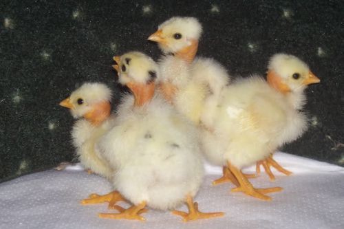 10 +Turken chicken eggs Rare