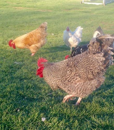 24+ Barnyard Mix Chicken Hatching Eggs