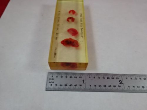 VINTAGE OLD LAB SPECIMEN PIG EMBRYOS AS PICTURED  &amp;S4-C-04