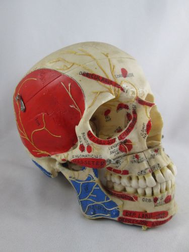 Vintage Somso Resin Articulated Medical Model of Human Skull Anatomical Display