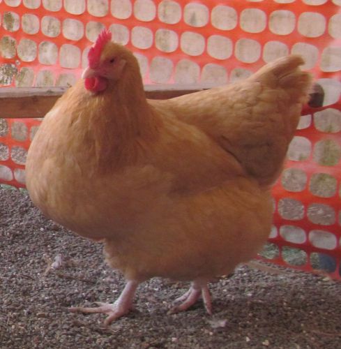 6+ English Buff Orpington AND 6+ Light Brahma , Heritage Breed Hatching Eggs