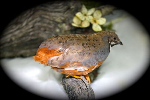 18+ Button Quail Eggs