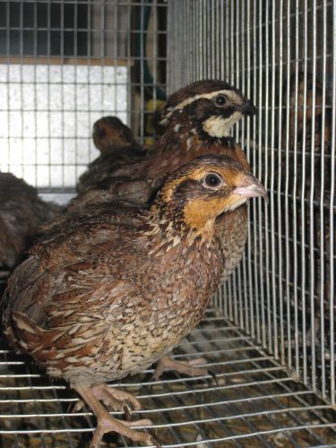 45+ Georgia Giant &amp; Tennessee Red BOBWHITE QUAIL EGGS.