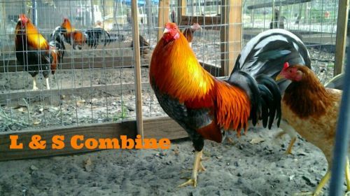 Montgomery Blue Traveler gamefowl hatching eggs