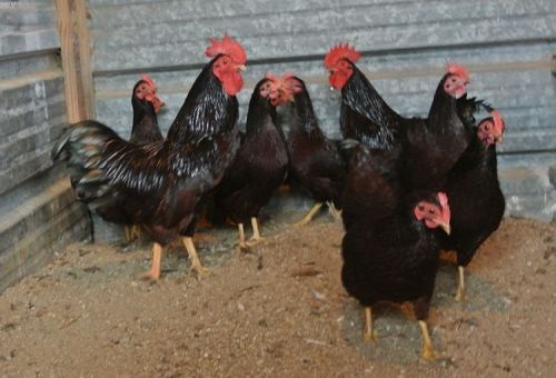 8 RHODE ISLAND RED BANTAM hatching eggs SUPER SHOW QUALITY BIRDS