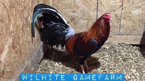 6+ Lacy Roundhead Gamefowl Hatching Eggs