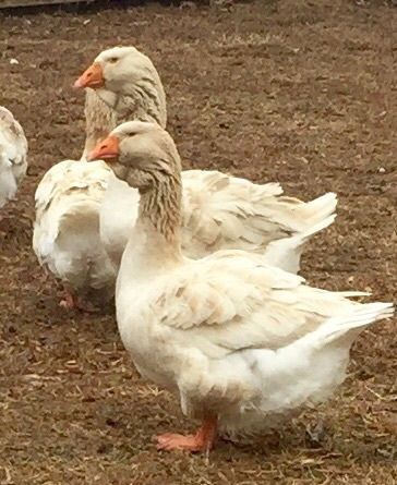 Buff Dewlap Geese hatching eggs