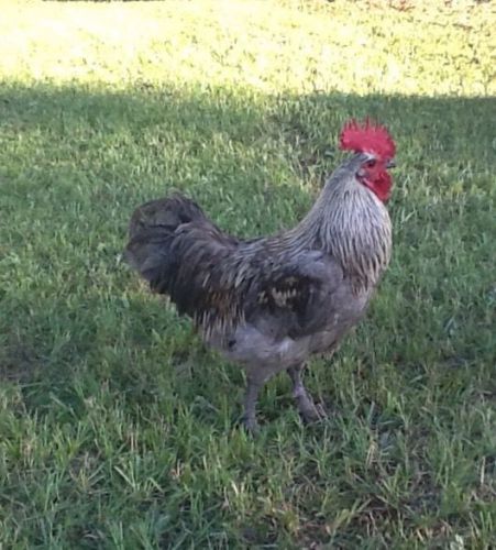 10+ Isbar Rare Breed Hatching Eggs