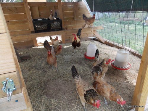 24 Icelandic Chicken Hatching eggs NPIP Ga.