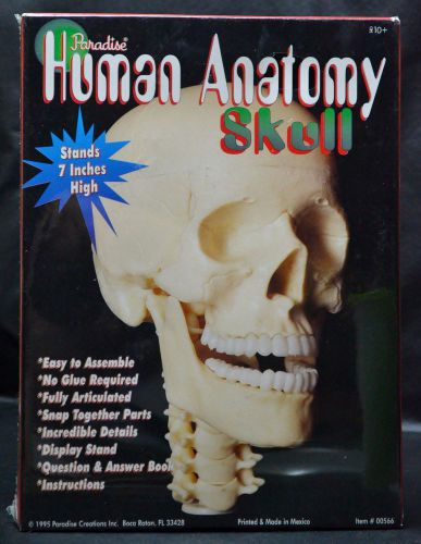 NEW ROADSIDE HUMAN ANATOMY SKULL 7&#034; TALL 1995 W/DISPLAY STAND