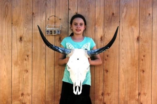 STEER SKULL AND 2&#039; 6&#034; LONG HORNS COW LONGHORNS H7383