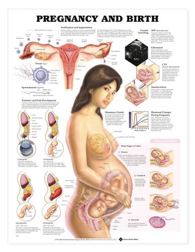 Pregnancy and Birth * OB * Anatomy Poster * Anatomical Chart Company