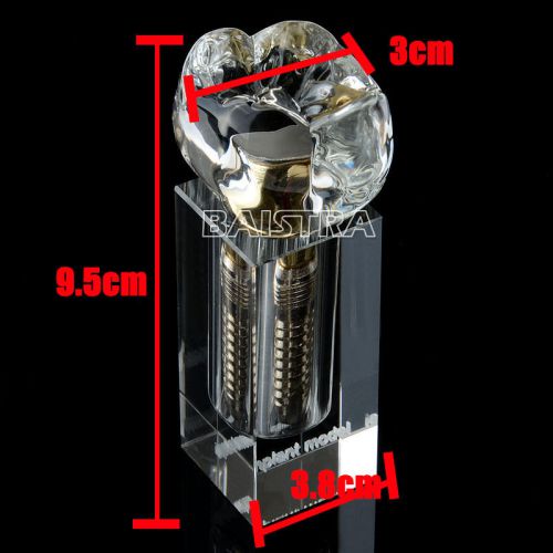 New One Piece Dental Implant Demonstration Model Teeth Study Model 2019-II