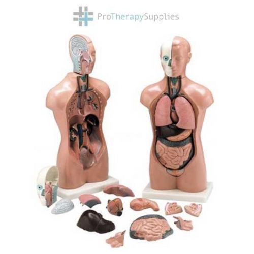 Anatomical Chart Company Budget Peter/Petra Torso Model Dissects
