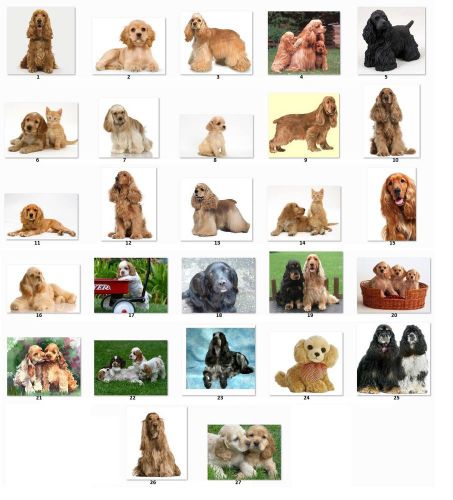 30 Square Stickers Envelope Seals Favor Tags Cocker Spaniel Buy 3 get1 free (c1)