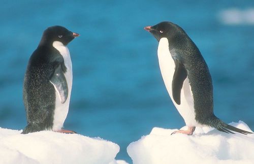 COREL STOCK PHOTO CD Wildlife of Antarctica Series 106000
