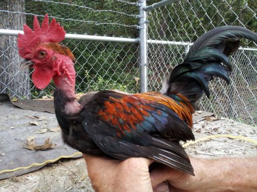 6 +TURKEN( ( NAKED NECKS ) BANTAM HATCHING EGGS