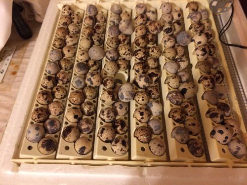 60++ pharoh coturnix hatching eggs