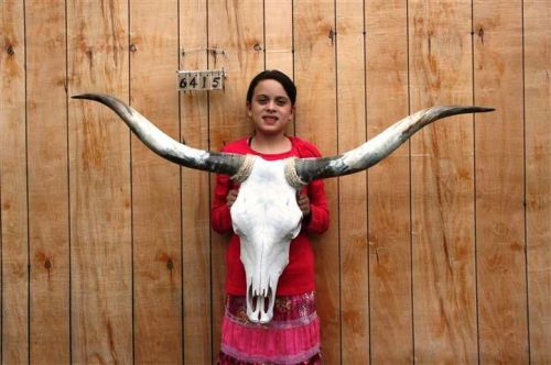 STEER SKULL LONG HORNS 4&#039; 2&#034; COW BULL SKULLS HORN H6415