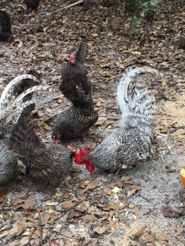 10 Cuckoo Japanese Bantam hatching eggs