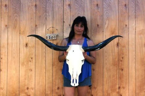 STEER SKULL LONG HORNS 4&#039; 1&#034; COW BULL SKULLS HORN H7300