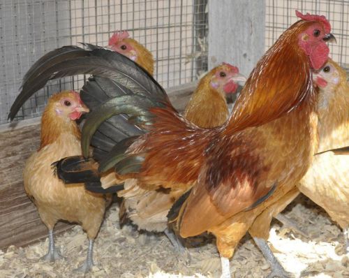 Nankin Bantam chicken hatching eggs