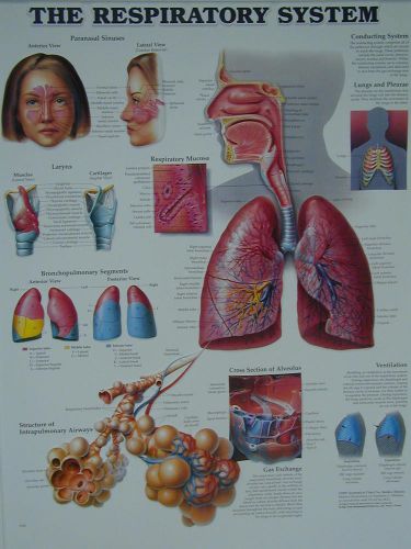 The Respiratory System Pulmonary * Anatomy Poster * Anatomical Chart Company