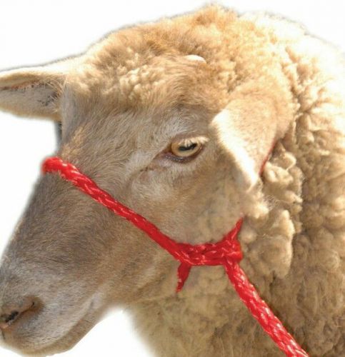 sheep, steer, goat, adjustable animal halter, poly rope, 10 feet