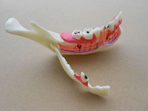 NEW Dental Low Jaw Jawbone Tissue Mandible Anatomical Model Study Teach Model