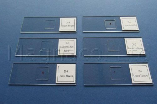 Microscope slides: Prepared slides: Locust mouth parts