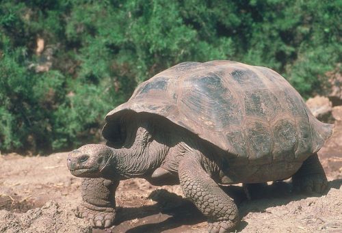 COREL STOCK PHOTO CD Wildlife of The Galapagos Series 103000