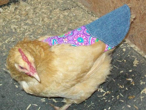 10 Tail Feather Pecking Chicken Saddle Apron Hen Jacket CHICKEN HATCHING EGGS