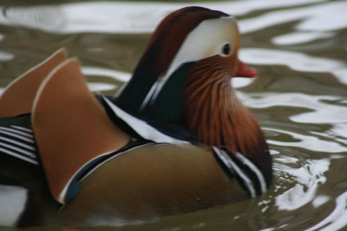 Mandarin Duck Hatching eggs