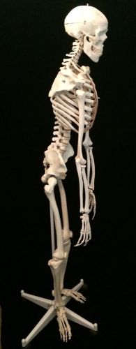 Classic Teaching Quality Human Skeleton Model and Stand A10