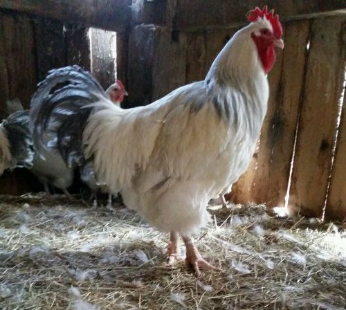 8+coronation Sussex hatching egg