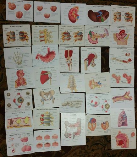 33pc GPI Human Anatomy Education Card  Set 1990&#039;s Some are Double Sided