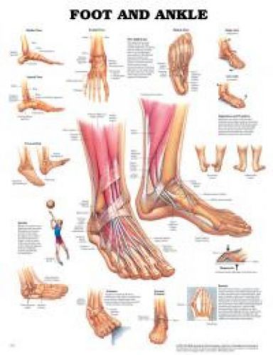 Foot and Ankle * Orthopedic * Anatomy Poster * Anatomical Chart Company