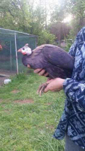 Purple Guinea Hatching Eggs Npip Mg Ms Free Certifed