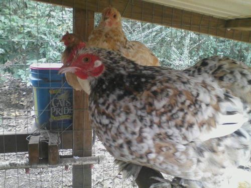 6+ cochin bantam hatching eggs