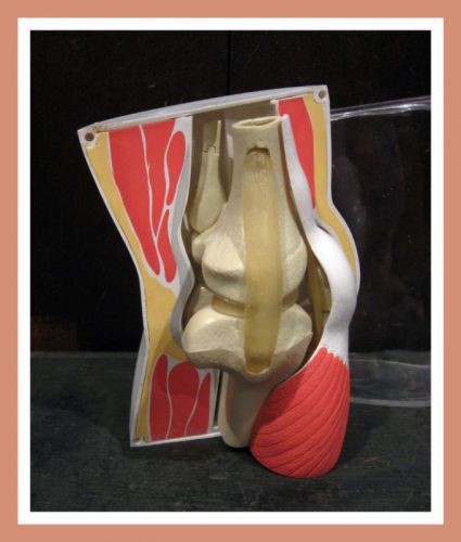 4 piece merck drug rep knee joint bone muscle anatomy model for sale