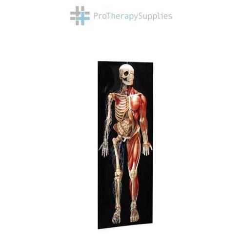 Anatomical dimensional man life-size chart 72&#034; tall for sale