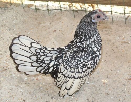 6 SILVER SEABRIGHT BANTAM  hatching eggs  EXHIBITION QUALITY BIRDS