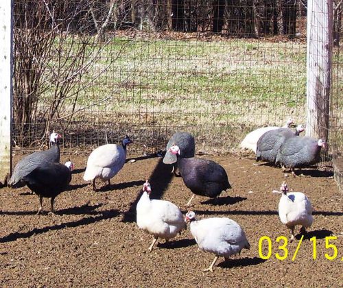 12  Fresh Fertile Guinea  Eggs  for hatching  pearl, pied,white,&amp;  lavender