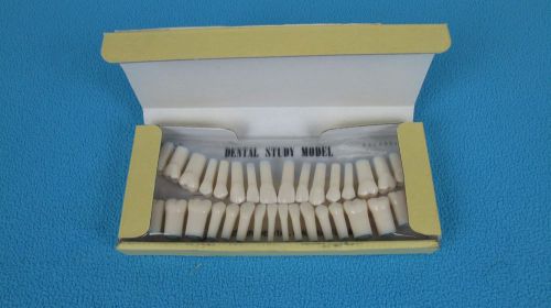 NISSIN Dental Products Model A5A-200 (32S) Dental Study Model Teeth
