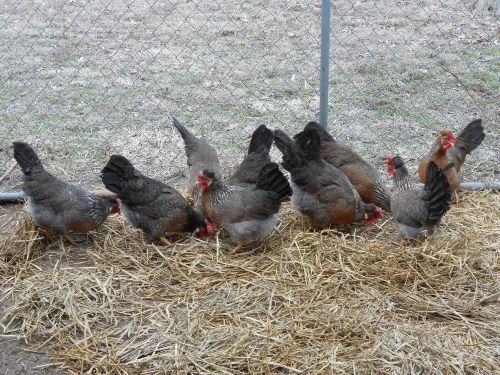 PURE CRESTED CREAM LEGBAR HATCHING EGGS 12 + NPIP