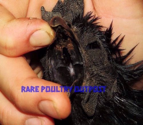 Ayam Cemani MG/MS free certified hatching eggs