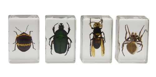 Celestron 44408 3D Bug Specimen Kit #2 (Green Yellow Black Brown)