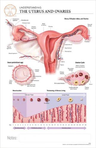 11 x 17 post-it anatomical chart: uterus &amp; ovaries for sale